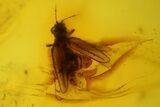 Fossil Fly (Diptera) & Thrips (Thysanoptera) In Baltic Amber - Rare! #142230-4